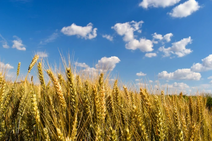 brown wheat field under blue sky during daytime